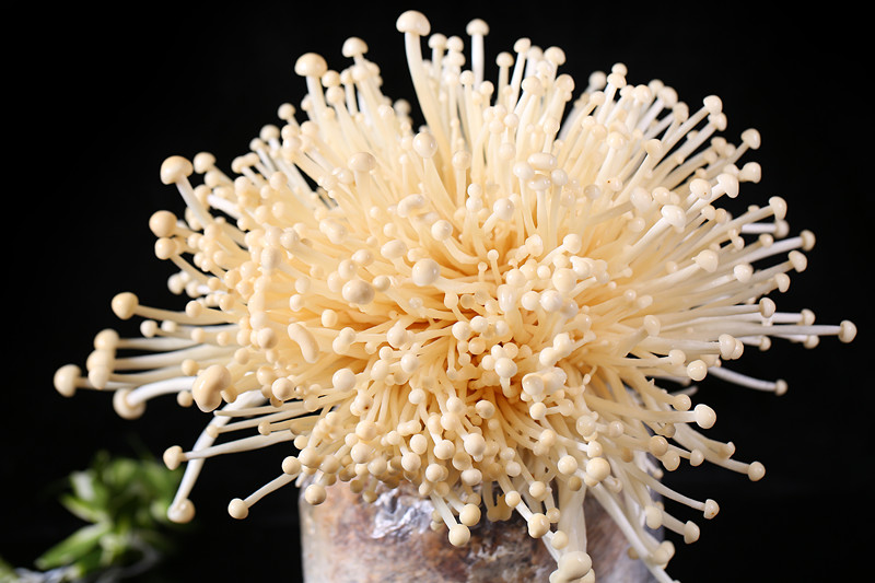 重慶火鍋菜品擺盤都要哪些創(chuàng)意？